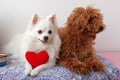 Two small dogs, white Pomeranian and red brown miniature poodle, are lying on litter. A white dog holds a red toy heart