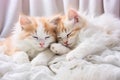 Two small domestic kittens sleeping hugging each other at home lying on bed white blanket funny pose. cute adorable pets cats