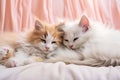 Two small domestic kittens sleeping hugging each other at home lying on bed white blanket funny pose. cute adorable pets cats