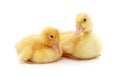 Two of small ducklings Royalty Free Stock Photo