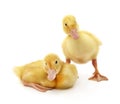 Two of small ducklings Royalty Free Stock Photo