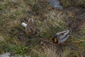Two Small Ducks and a discarded drinks can at the side of a Scottish Loch