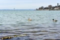 Two small ducks floats on a beautiful lake against the backdrop of the Alpine mountains