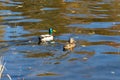 Two small ducks swimming in river Royalty Free Stock Photo