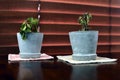 Two small dying succulent plants in grey pots in front of wooden blinds. Royalty Free Stock Photo