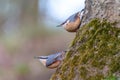 two small The Eurasian nuthatch or wood nuthatch sitting on a tree trunk with a blurred background Royalty Free Stock Photo