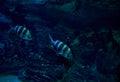 Two small fish in the ocean Royalty Free Stock Photo