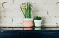 Two small flowers in flowerpots on a wooden shelf Royalty Free Stock Photo