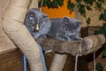 Two small fluffy kittens are played on the shelf Royalty Free Stock Photo