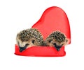 Two small forest hedgehogs in a red gift box in heart shape Royalty Free Stock Photo