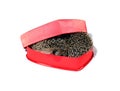 Two small forest hedgehogs in a red gift box in heart shape Royalty Free Stock Photo