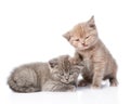 Two small funny kittens. on white background Royalty Free Stock Photo