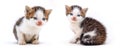 Two small gentle kittens on a white isolated background Royalty Free Stock Photo