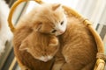 Two small ginger kitten in the basket in home