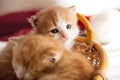 Two small ginger kitten in the basket in home