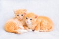 Two small ginger kittens are playing on a white soft blanket