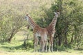 Two young giraffes standing in the african savannah. Royalty Free Stock Photo