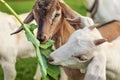 Two small goat kids feeding on large leaf.