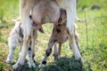 Two small goatlings sucking mothers udder and drinking mothers milk