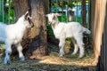 Two small goats in the farmyard, looking at the camera. Royalty Free Stock Photo