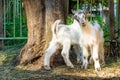 Two small goats in the farmyard, looking at the camera. Royalty Free Stock Photo