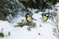 Two small Great tits, Parus major standing on a snowy forest floor Royalty Free Stock Photo