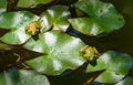 Two small green frogs Rana ridibunda pelophylax ridibundus sit on a water lily leaf in a garden pond. Natural habitat Royalty Free Stock Photo