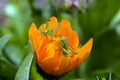 Two small green grasshoppers inside orange flower