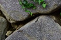 Small, green lizards perched on a rocky surface Royalty Free Stock Photo