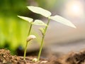 Two small green plant growing from fertile soil with germination seed. Growth and environment concept Royalty Free Stock Photo