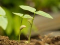 Two small green plant growing from fertile soil with germination seed. Growth and environment concept Royalty Free Stock Photo