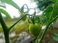 two small green tomatoes Royalty Free Stock Photo