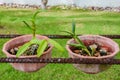 Two small growing orchid flowers in the pots at the garden Royalty Free Stock Photo