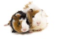 Two small guinea pigs isolated on white