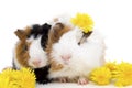 Two small guinea pigs and yellow flowers. Royalty Free Stock Photo