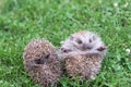 Two small hedgehogs curled up in a ball on the grass