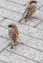 Two small house sparrows wait for someone to drop food