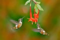 Two small hummingbird with red flower. Flying small hummingbird Purple-throated Woodstar, clear green and orange background, Ecuad Royalty Free Stock Photo