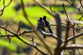 Two Small indian birds are sitting on the branch of a tree with selective focus