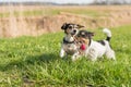 Two small Jack Russell Terrier are running and playing togehter in the meadow with a ball Royalty Free Stock Photo