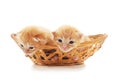 Two small kittens in the basket Royalty Free Stock Photo