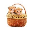 Two small kittens in the basket Royalty Free Stock Photo