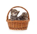 Two small kittens in the basket Royalty Free Stock Photo