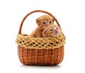 Two small kittens in the basket Royalty Free Stock Photo