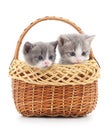 Two small kittens in the basket. Royalty Free Stock Photo