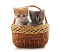 Two small kittens in the basket. Royalty Free Stock Photo