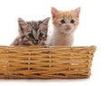 Two small kittens in the basket Royalty Free Stock Photo