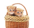 Two small kittens in the basket Royalty Free Stock Photo