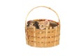 Two small kittens in big basket Royalty Free Stock Photo