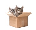 Two small kittens in a cardboard box Royalty Free Stock Photo